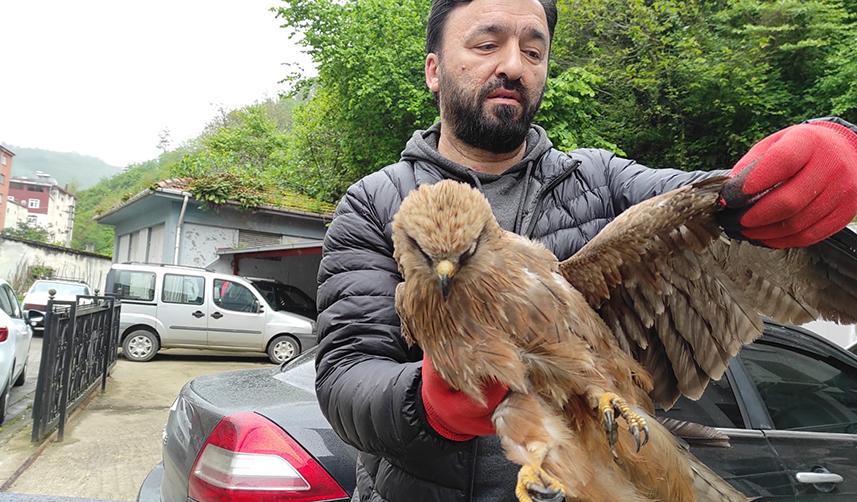 Giresun'da yaralı bulunan yavru şahin tedavi altına alındı