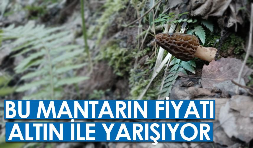 Artvin'deki bu mantarın fiyatı altın fiyatlarıyla yarışıyor