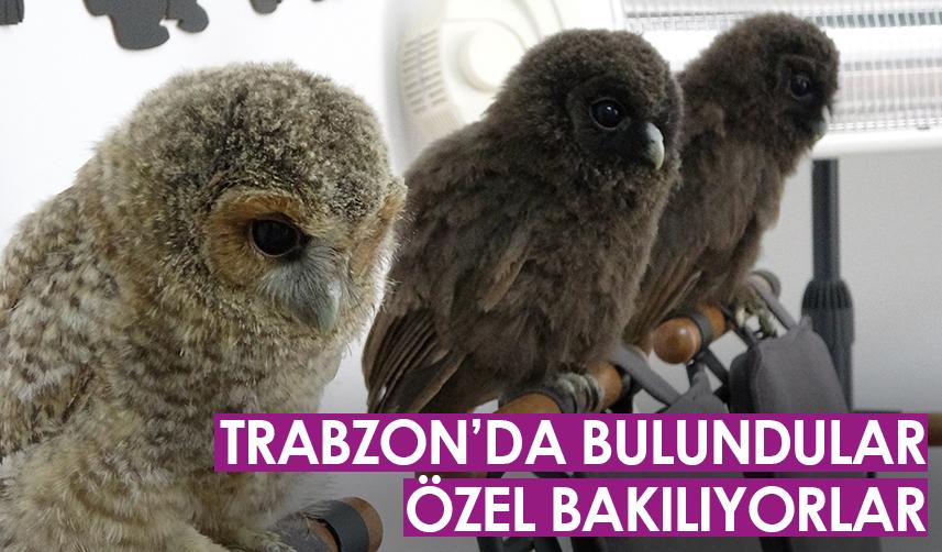 Trabzon'da yavru baykuşlar özel olarak bakılıyor