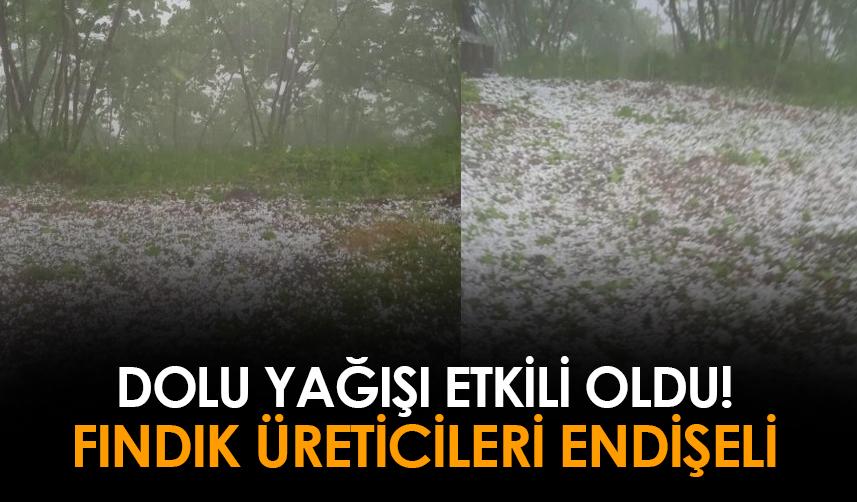 Giresun'da Mayıs dolusu! Fındık üreticileri endişeli