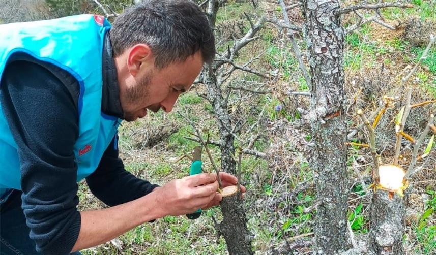 Giresun'da yabani ağaçları gönüllü olarak aşılıyor