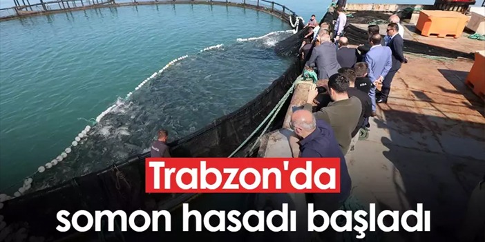 Trabzon'da somon hasadı başladı