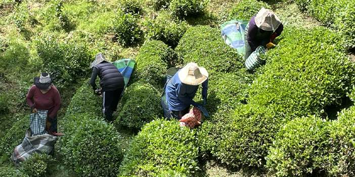 Rize'den deprem bölgesinde yapılacak "Çay Sokağı" konutlarına destek