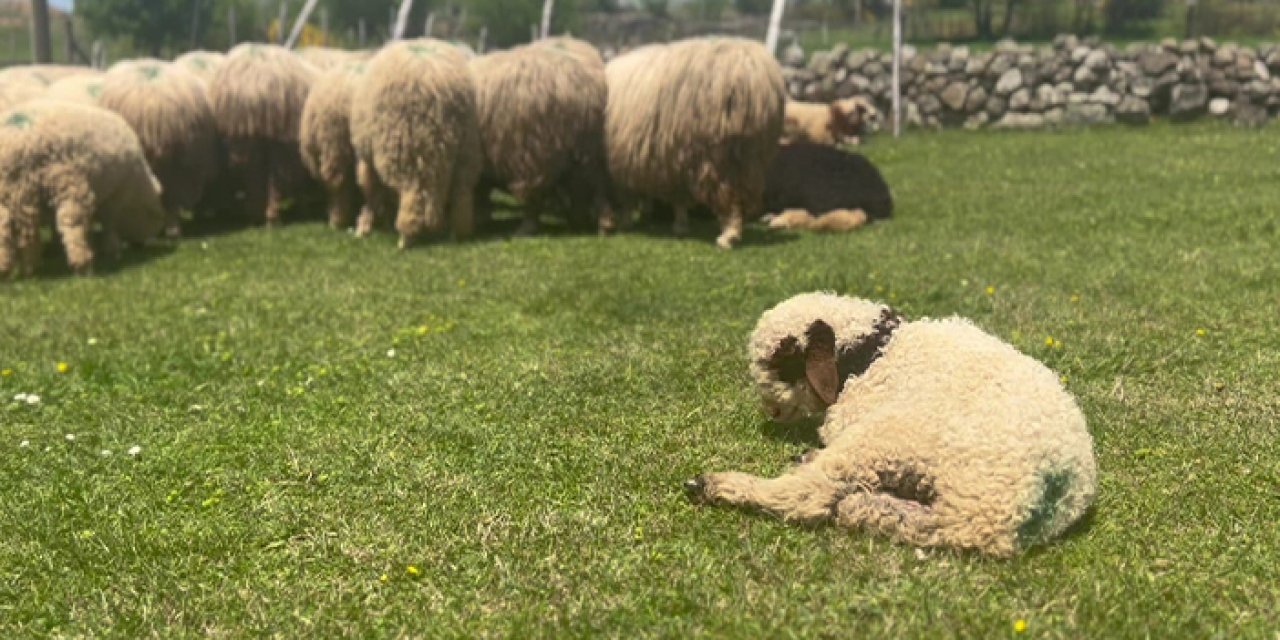 Giresun yaylaları koyun-kuzu sesleriyle şenlendi