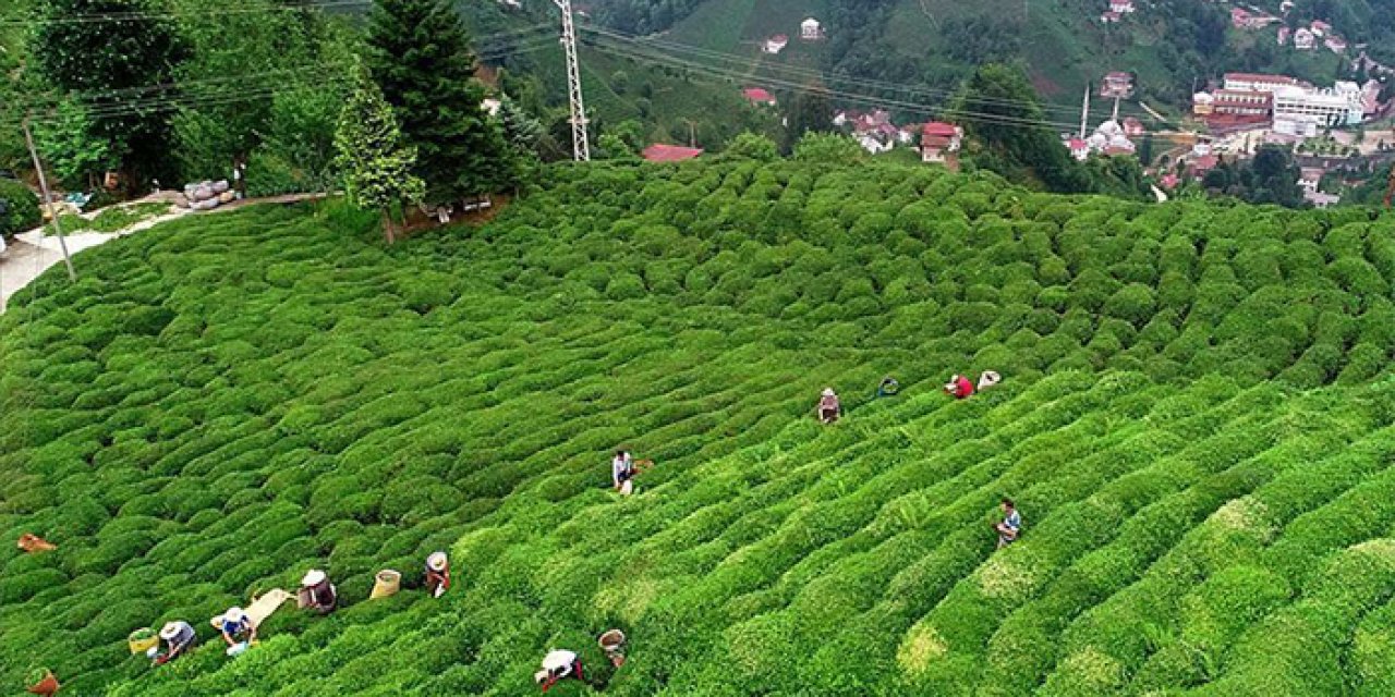 Giresun'da yeni sürgün çay hasadı başladı