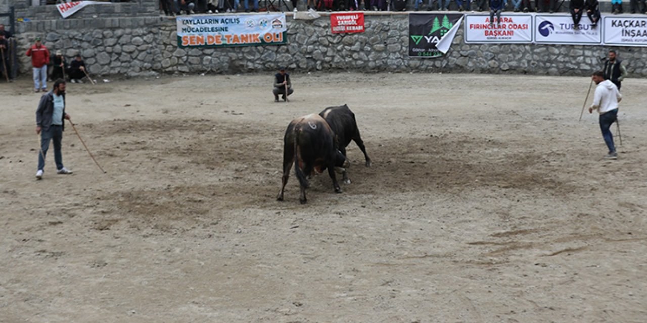 Rize'de 11 yaşındaki çocuk 630 kiloluk boğası ile güreşe katıldı