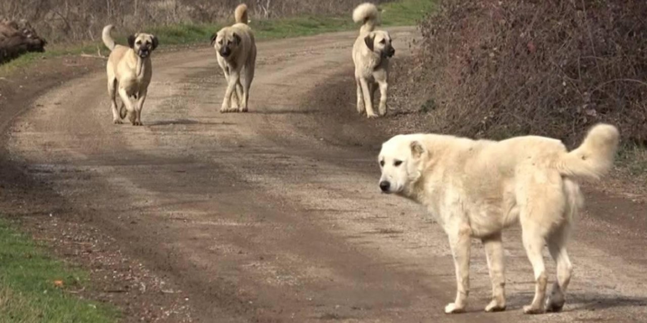 KTÜ'lü profesör önemli soruna dikkat çekti! "Başıboş köpek olmaz"