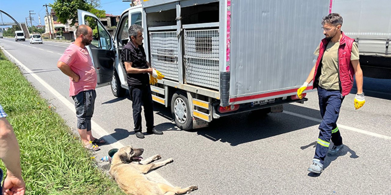 Samsun'da vatandaşlar yaralı köpek için seferber oldu!