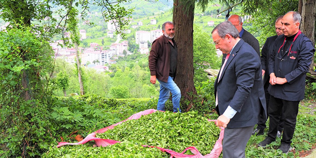 ÇAYKUR'da iki sürgün çay alımı başladı