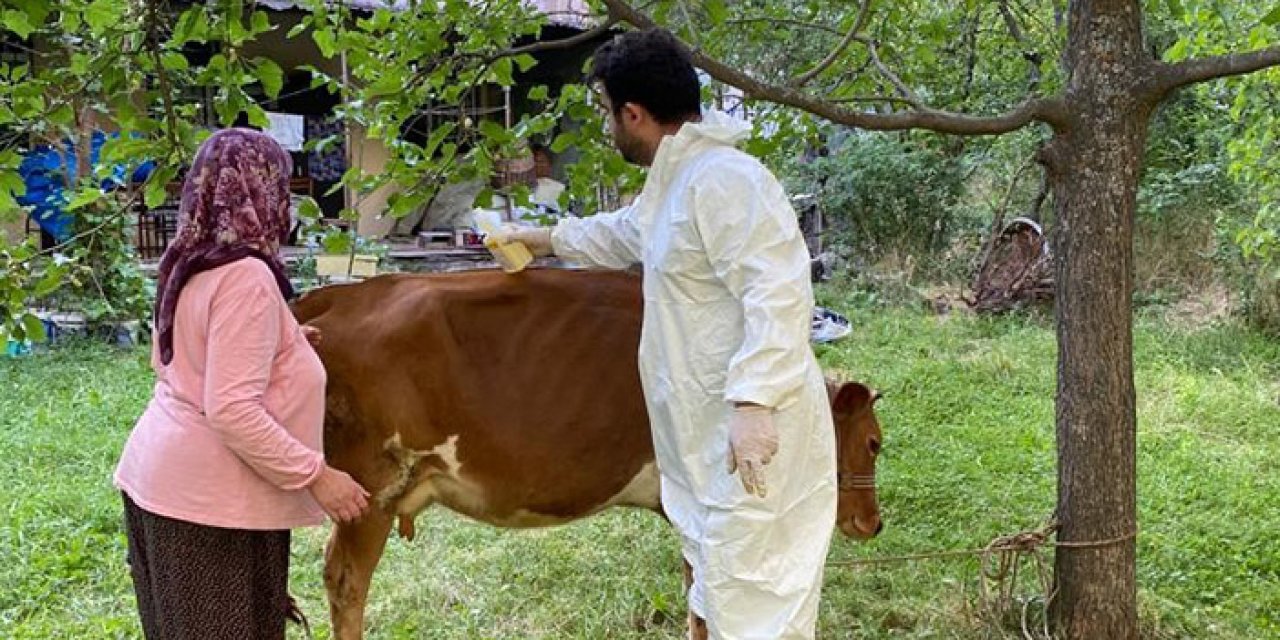 Giresun'da keneye karşı ilaçlama