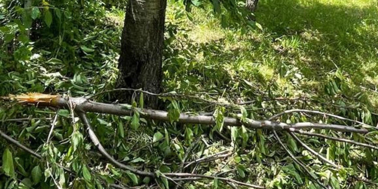 Artvin'de ayılar köylüleri canından bezdirdi: "Ağaçlardan meyve toplayamıyoruz"