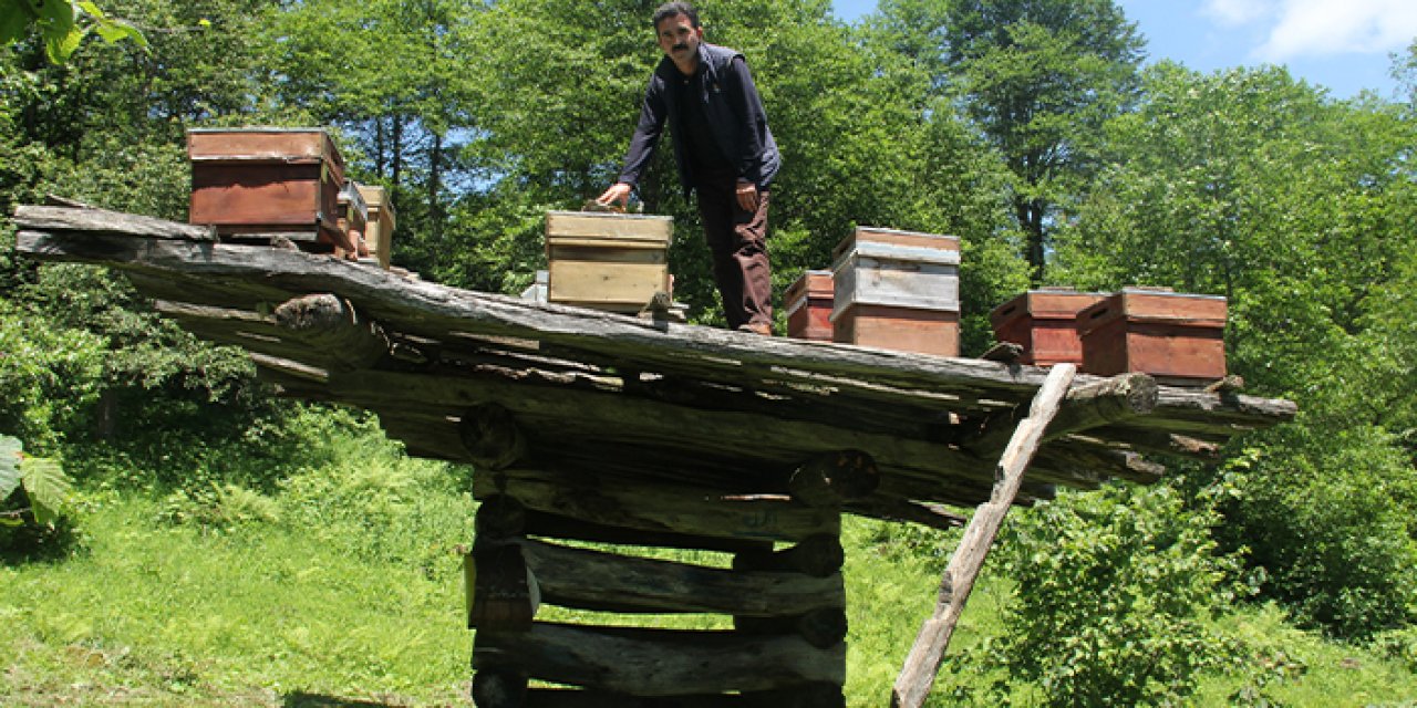 Giresun’da yüzyıllık arı çardakları tescillendi