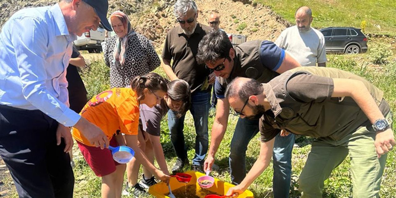 Ordu'da derelere 50 bin yavru alabalık bırakıldı