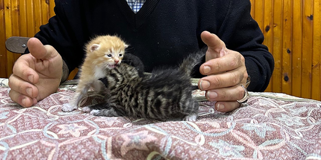 Trabzon'da kedi yavrularına yayla sakini sahip çıktı