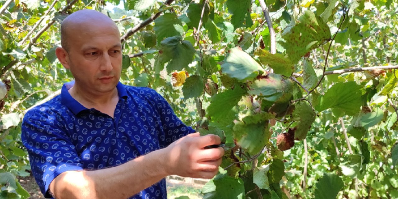 Samsun'da fındık hasadı başladı