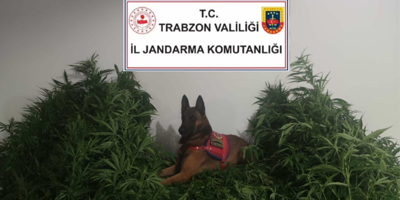 Trabzon’da jandarma narkotik köpeği Duman’dan uyuşturucuya geçit yok!