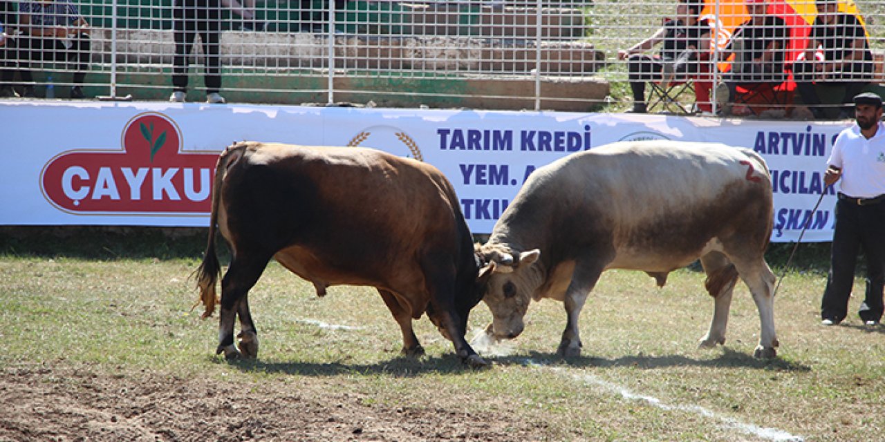 Boğa Güreşleri şampiyonası Artvin'de başladı