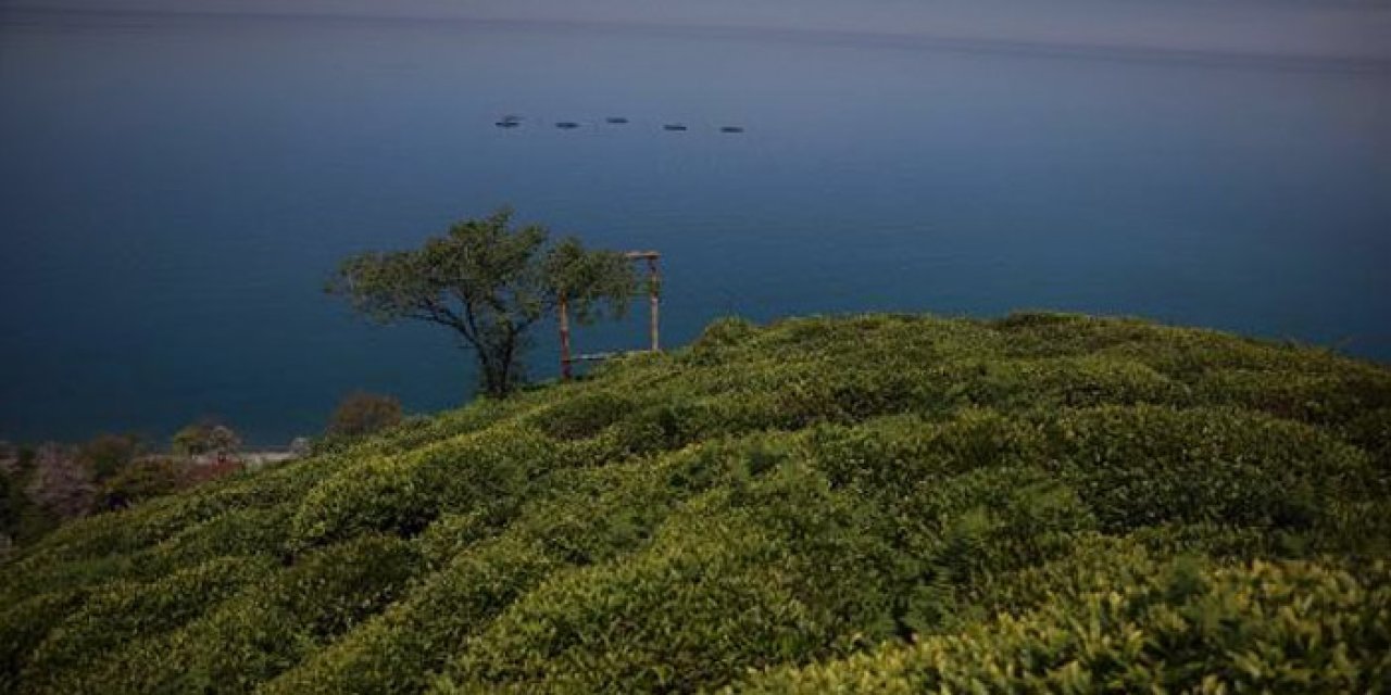 Uzmanlar uyardı! Karadeniz'de büyük tehlike