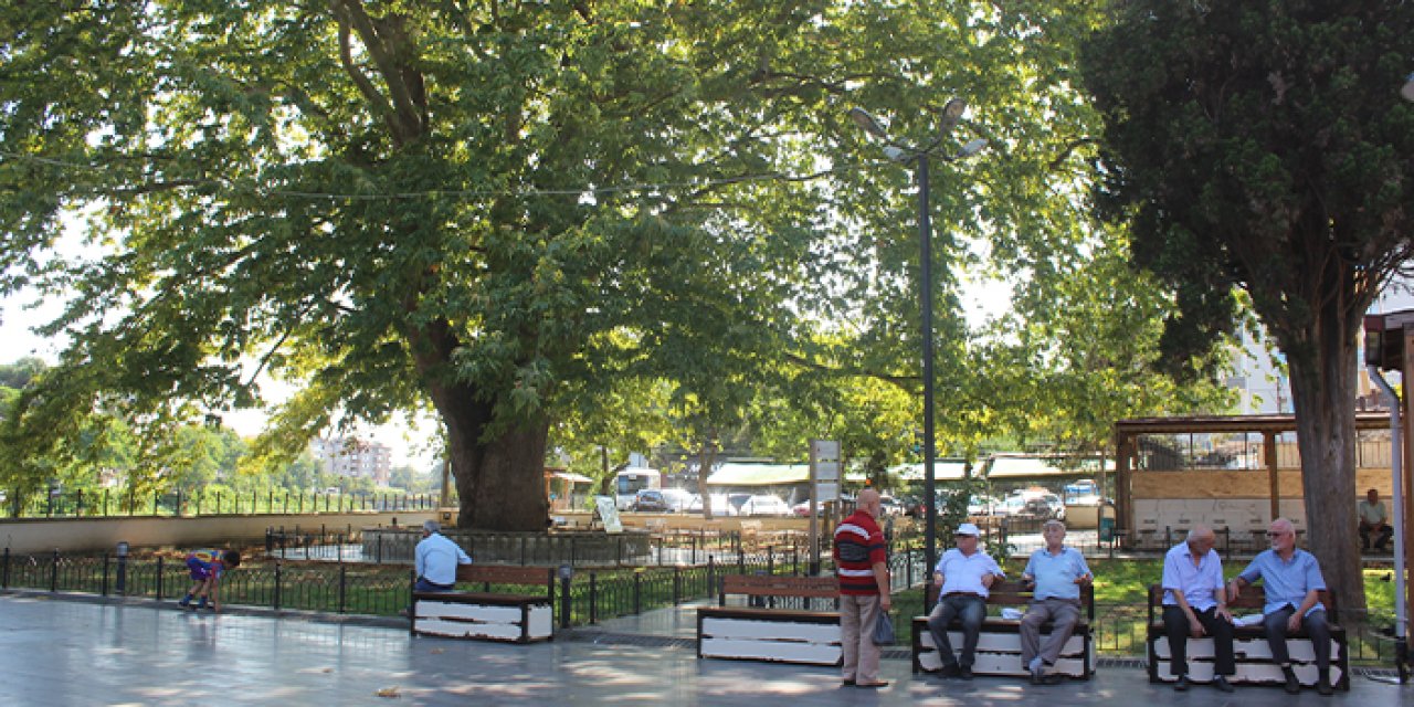 Samsun'da serinlemek isteyenler anıt ağacına gidiyor