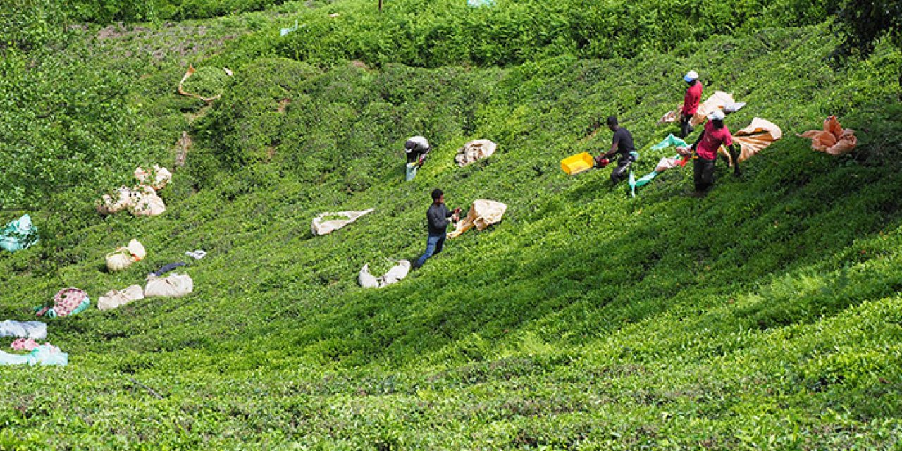 Rize'de kuraklık çayı da vurdu; rekoltede büyük düşüş