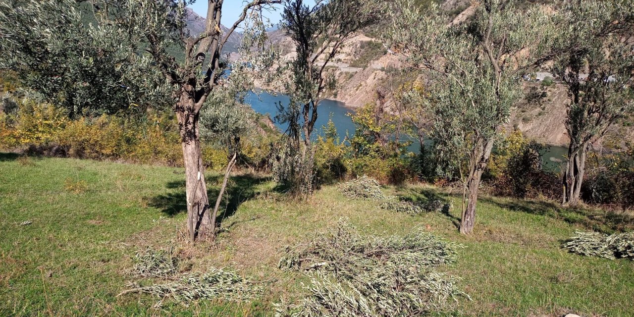 Ayılar bu kez zeytin ağaçlarına dadandı