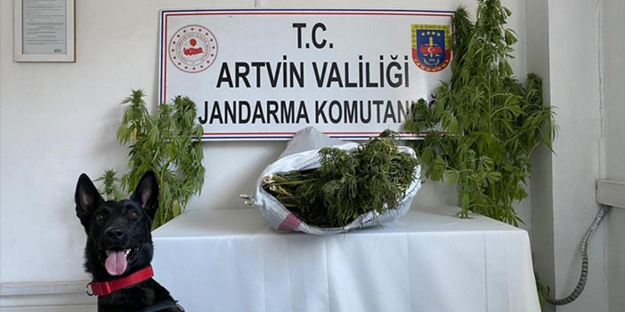 Artvin'de jandarmadan eş zamanlı operasyon! 5 kişi tutuklandı