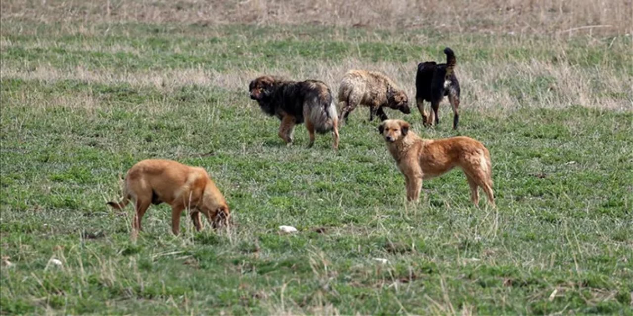 KTÜ'lü Profesörden başıboş köpek değerlendirmesi "Artık bir çözüme kavuşturulmalı"