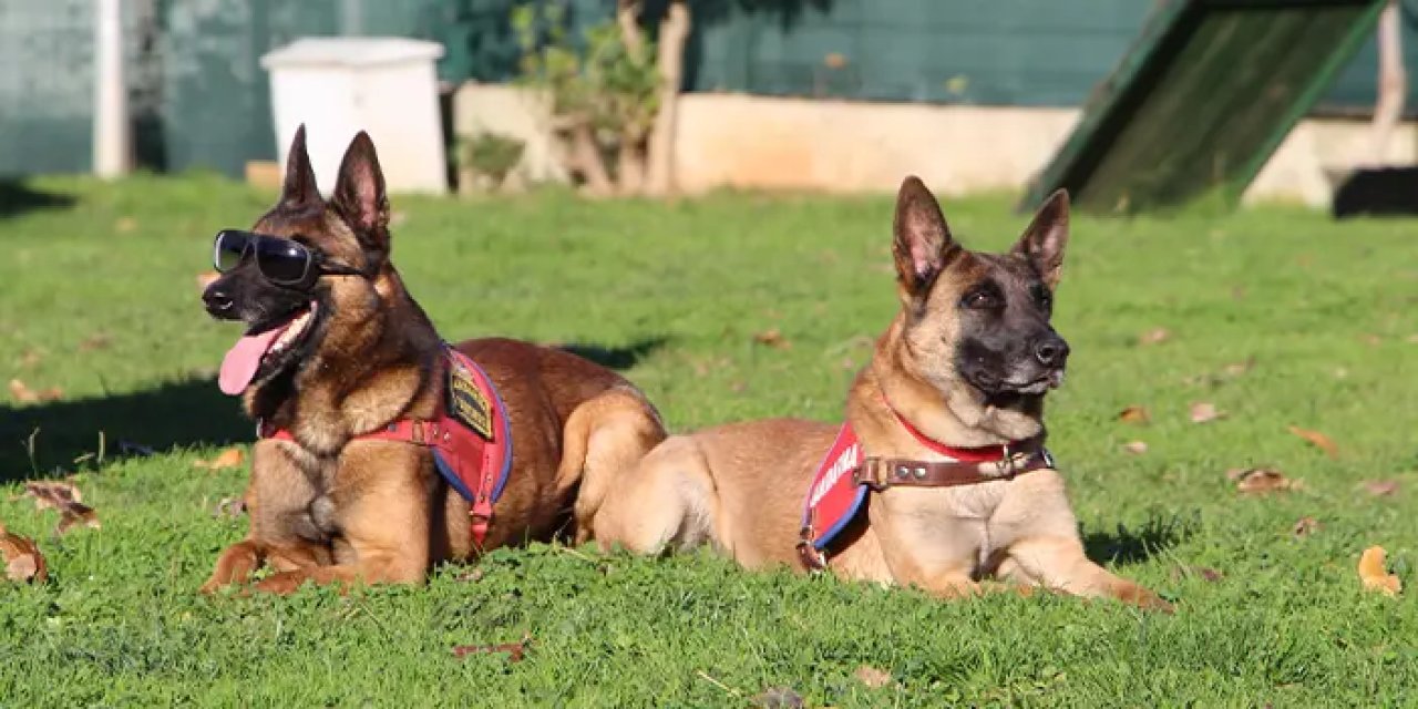 Duman ve Limon! Trabzon'da uyuşturucu avcısı kahraman köpekler