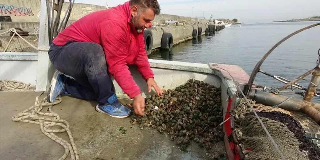 Türkiye'nin ihracat yıldızları! Deniz salyangozu hamsiyi solladı