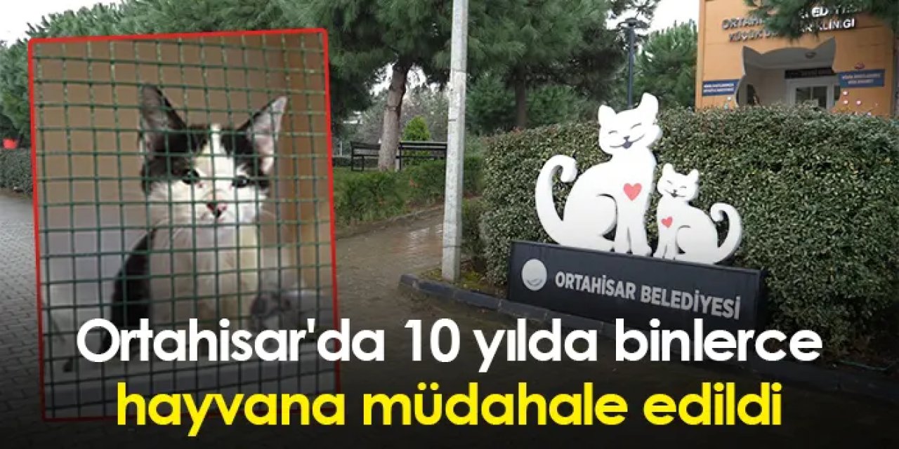 Ortahisar'da 10 yılda binlerce hayvana müdahale edildi