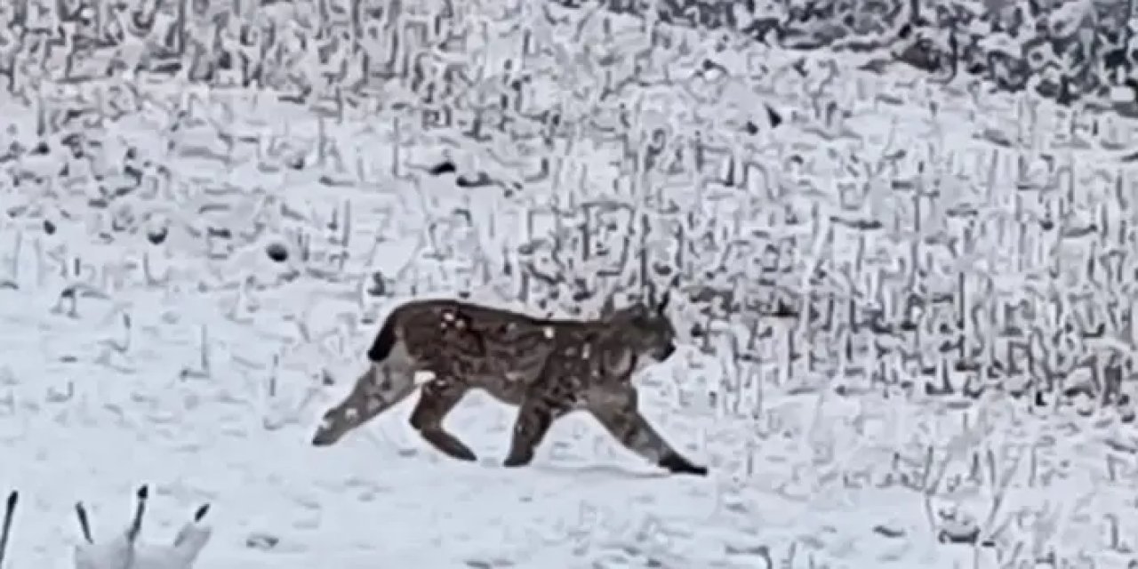 Nesli tükenmekte olan vaşak Trabzon'da vatandaşın kamerasına yansıdı!