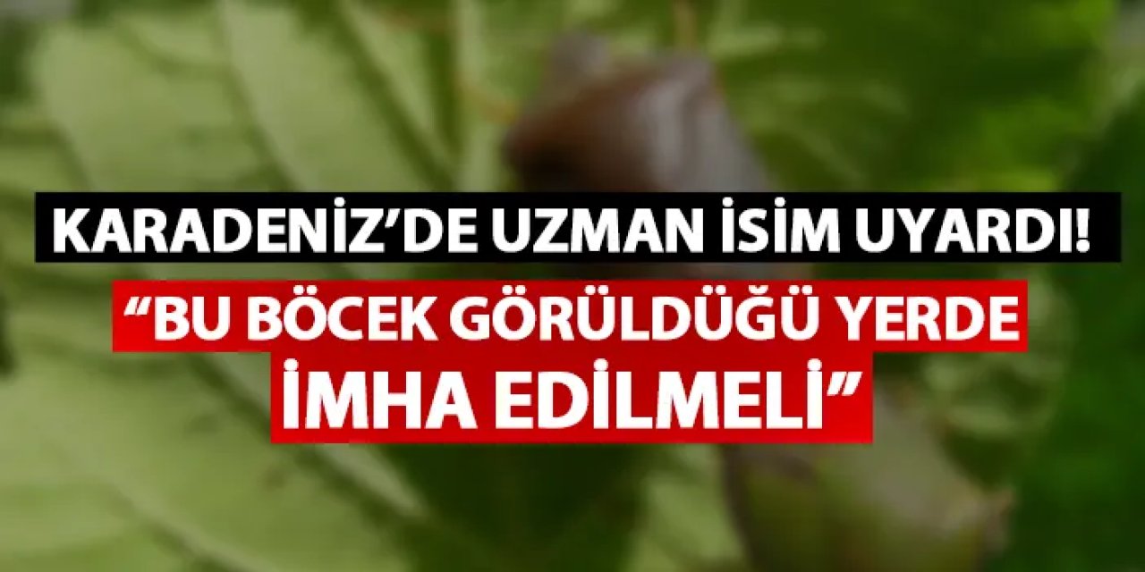 Karadeniz'de uzman isim uyardı! "Bu böcek görüldüğü yerde imha edilmeli"