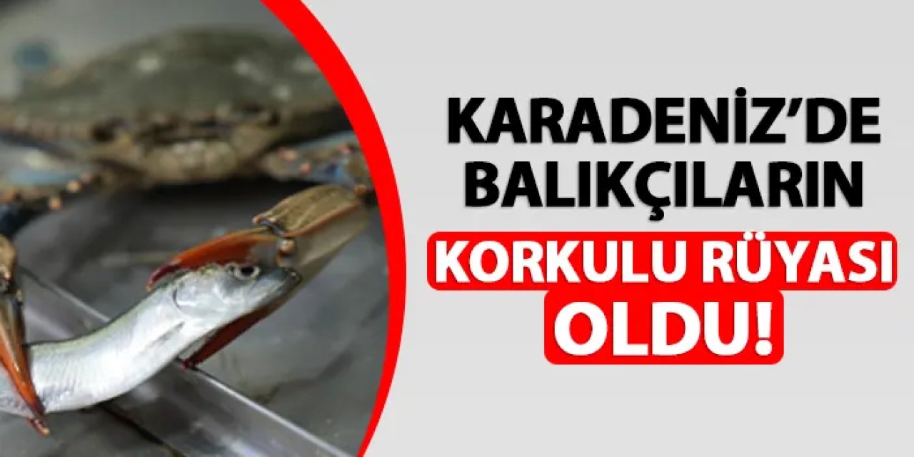 Karadeniz'de balıkçıların korkulu rüyası oldu! Ağları delip zarara uğratıyor