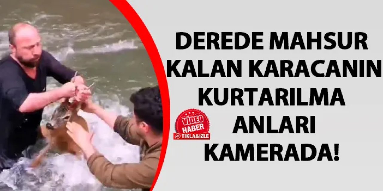 Artvin'de karaca derede mahsur kaldı! Kurtarılma anları kamerada