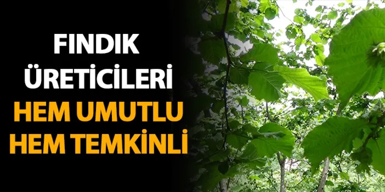 Giresun'da fındık üreticileri hem umutlu hem temkinli!