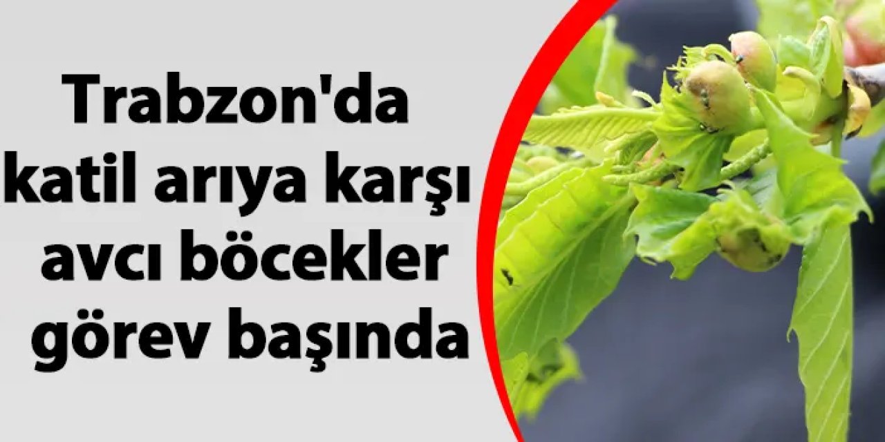 Trabzon'da katil arıya karşı avcı böcekler görev başında