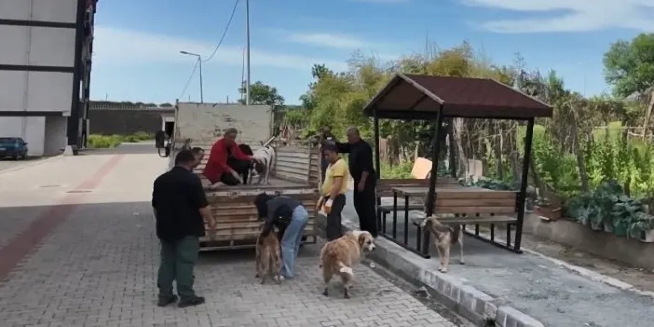 Artvin'de sokak köpekleri mahalleliyi birbirine düşürdü