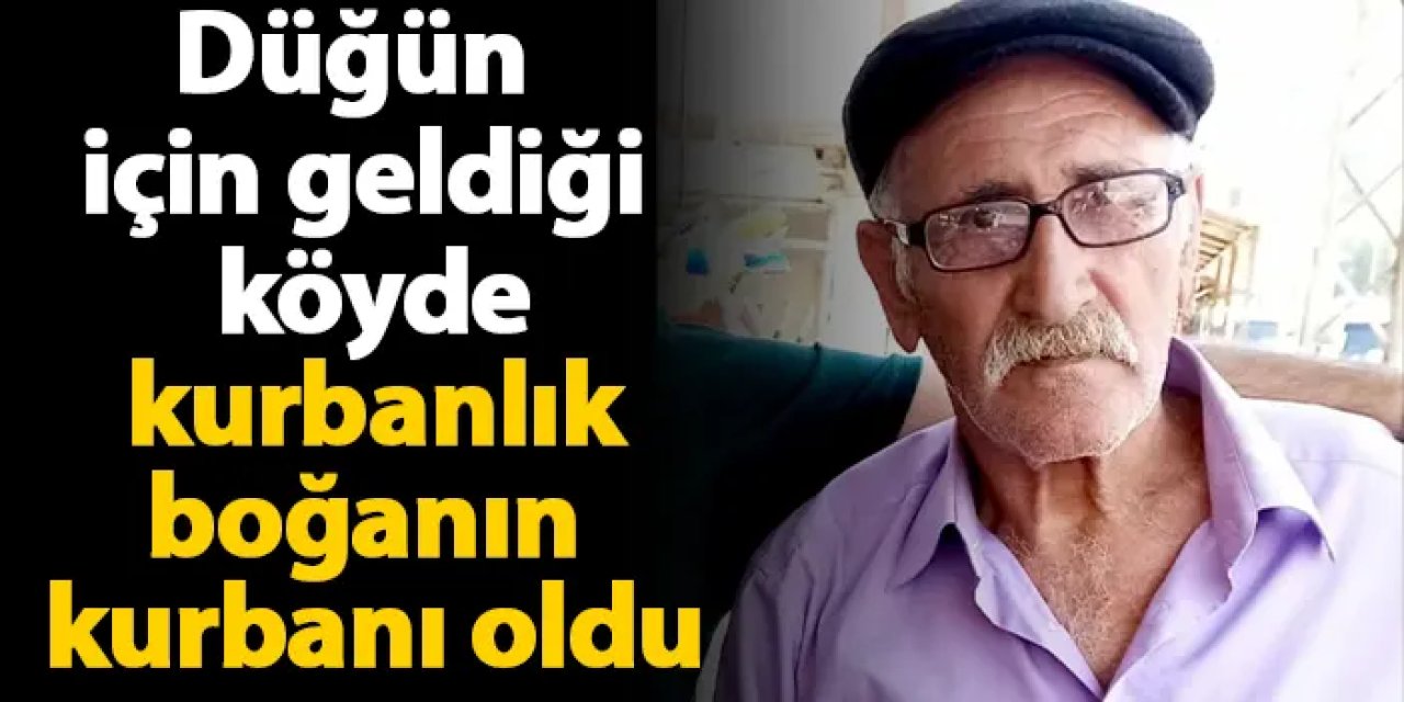 Kars'ta düğün için geldiği köyde kurbanlık boğanın kurbanı oldu