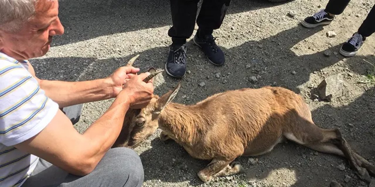 Artvin'de yaralı dağ keçisinin yanından bir an olsun ayrılmadılar