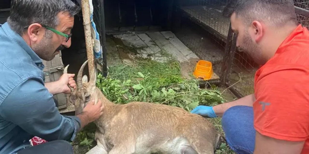 Artvin'de yaralı yaban keçisi seferberliği! Kars'a sevk edildi