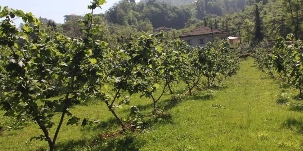 Fındıkta verim nasıl artırılır?