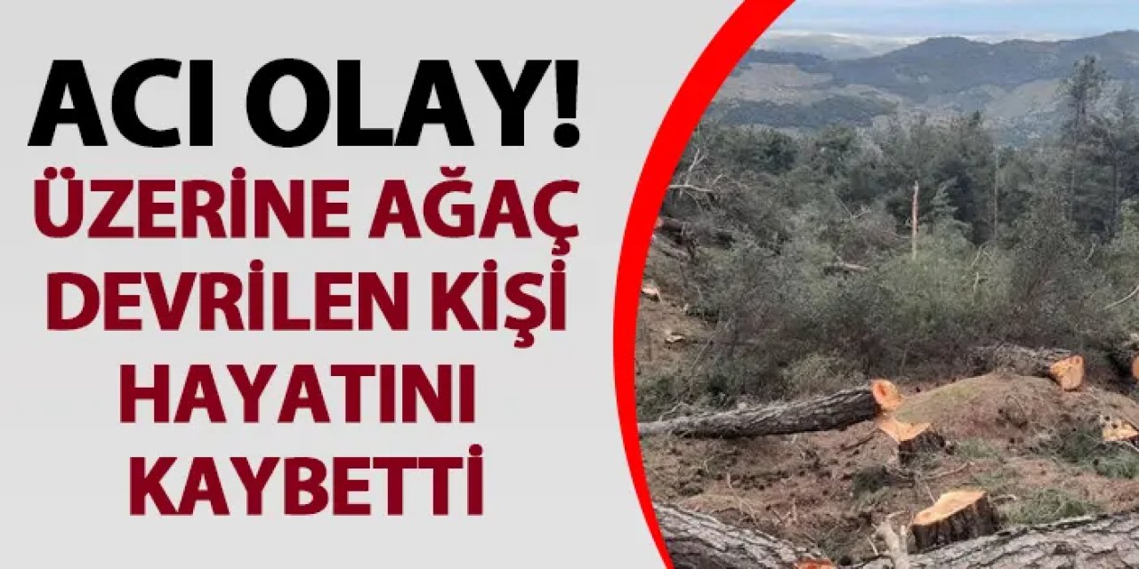 Giresun'da acı olay! Üzerine ağaç devrilen kişi öldü