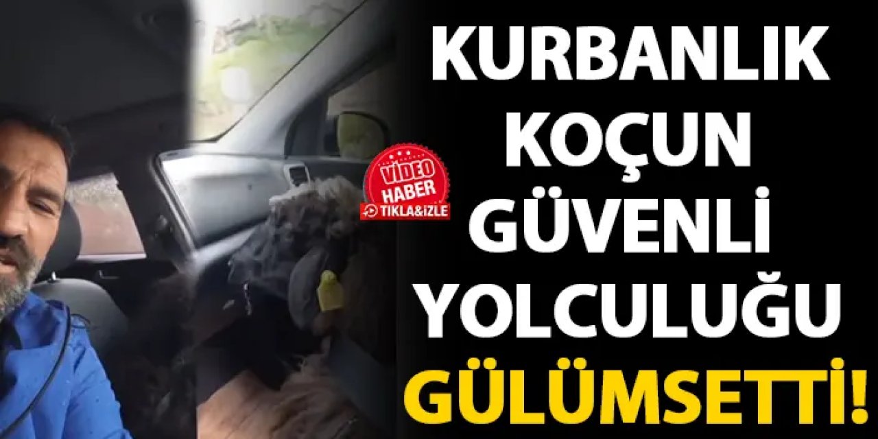 Artvin'de kurbanlık koçun güvenli yolculuğu gülümsetti!