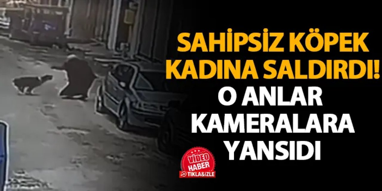 Ordu'da sahipsiz köpek kadına saldırdı! O anlar kameraya yansıdı