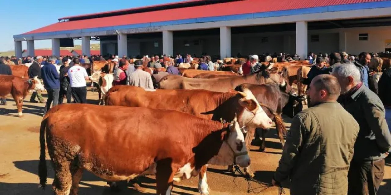 Bayburt'ta kurban satıcısı dert yandı! 50-60 bin lira maaşla çoban bulamıyoruz"