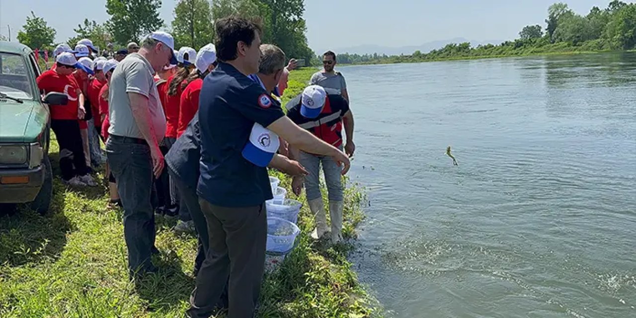 Samsun'da 5 bin Mersin balığı Yeşilırmak'a salındı