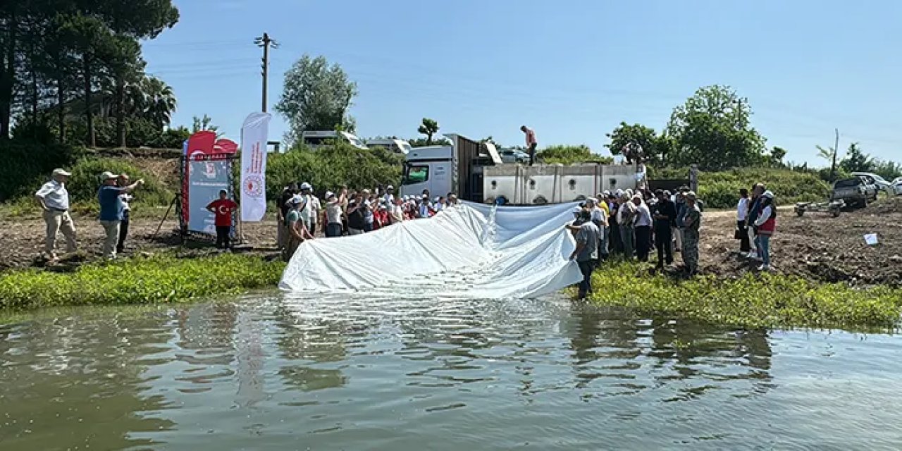 Samsun'da 5 bin mersin balığı Yeşilırmak'a salındı