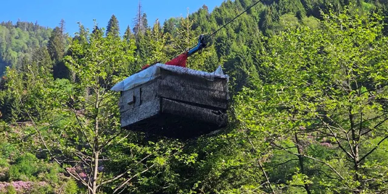 Rize'de ayılar canına tak ettirdi! 25 metre yüksekte kümes yaptı