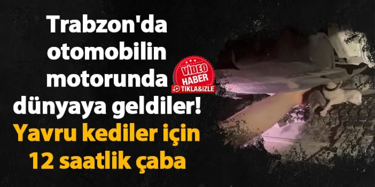 Trabzon'da otomobilin motorunda dünyaya geldiler! Yavru kediler için 12 saatlik çaba