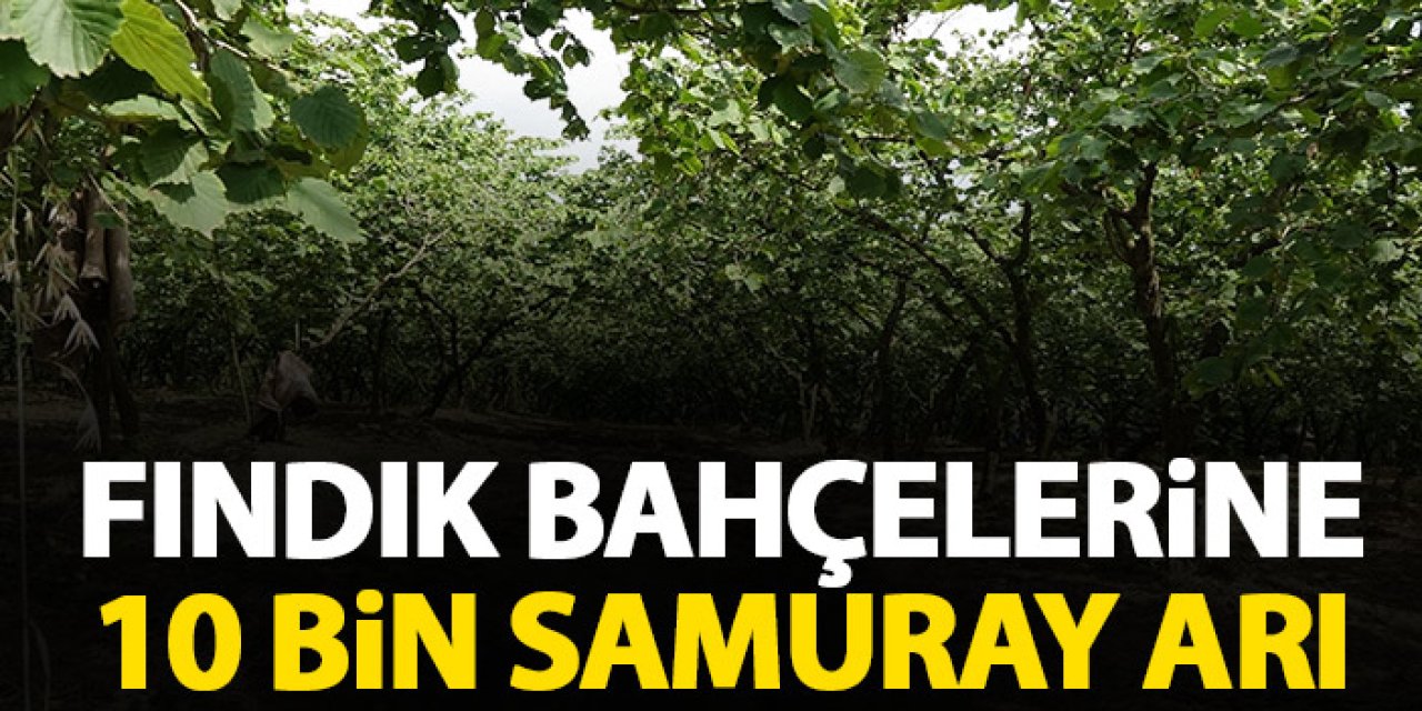 Fındık bahçelerine 10 bin samuray arı salındı